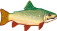 144peixe.png