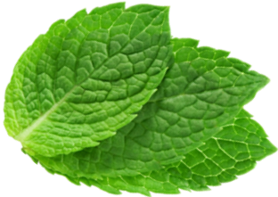 308hortela.png
