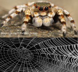 Aranha e teia de aranha
