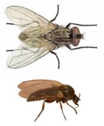 Borrachudo e mosca