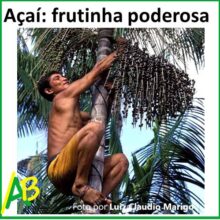Açaí: frutinha poderosa transcrição